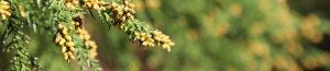 花粉症がひどくなる食べ物３選